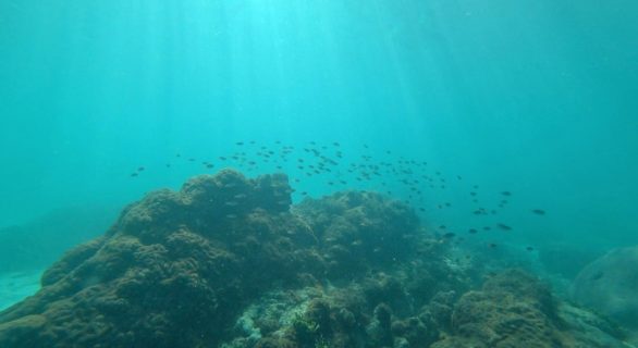OMAN Masirah fish