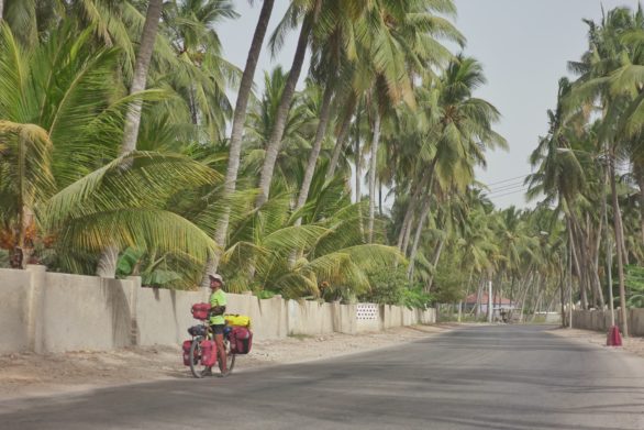 road coconut palmtrees, Salalah